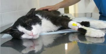 У кота почки увеличены в два раза