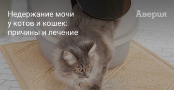 Если у кота недержание мочи