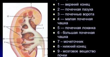 Баллотированная правая почка