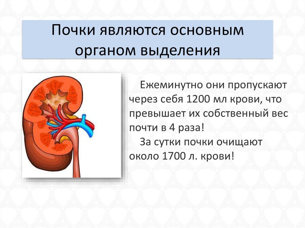 Почки является основным органом