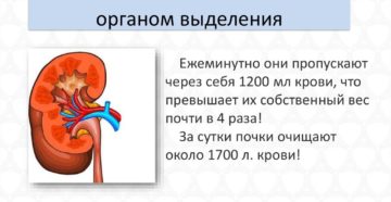 Почки является основным органом