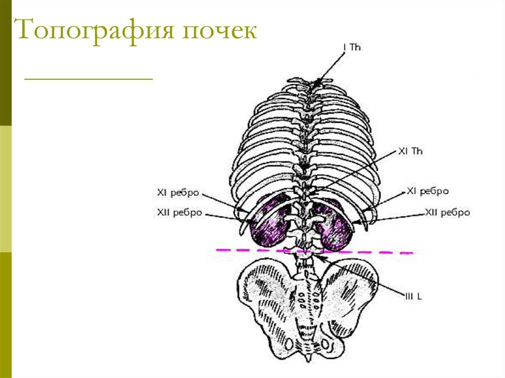 Проекция почки сзади расположена на уровне