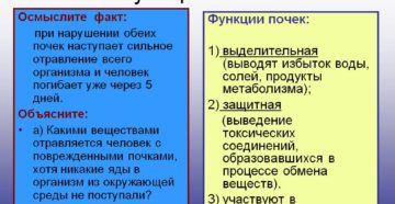 Основная функция почек у человека