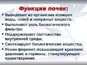 Какую работу в организме выполняют почки