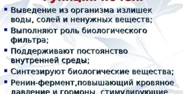 Какую работу в организме выполняют почки