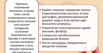 Мочевина в крови ниже нормы что это значит
