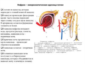 Механизм образования мочи схема