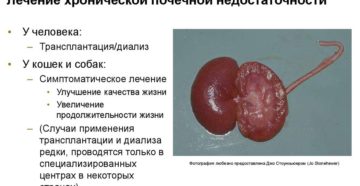 Отказывают почки у собаки симптомы и лечение