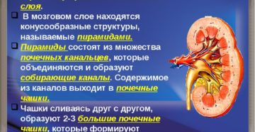 Из чего состоит мозговое вещество почки