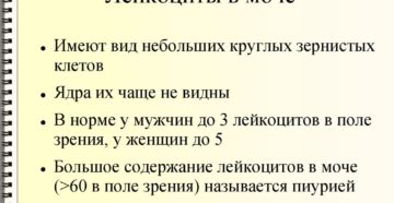 Повышенные лейкоциты в моче у мужчин что это значит