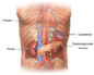 Селезенка давит на почку