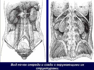 Почки сзади или спереди