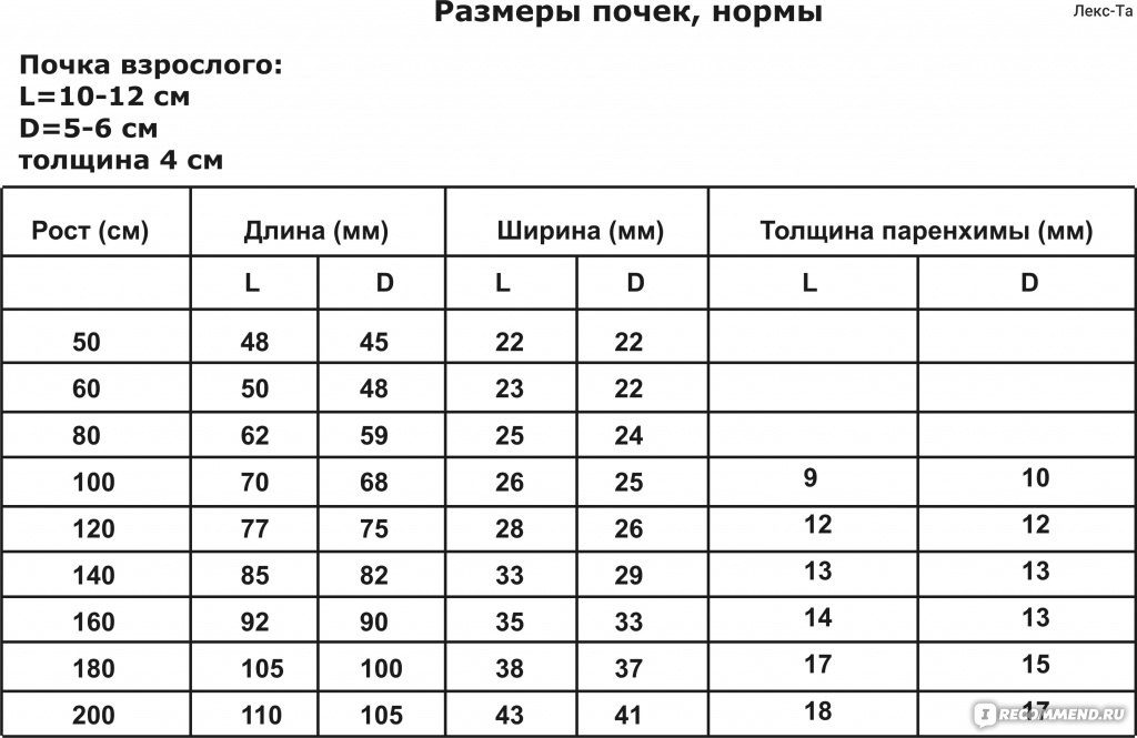 Норма узи почек у женщин