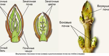 Где у растения почка