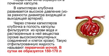 Механизм образования первичной мочи