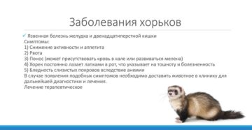 Признаки мочекаменной болезни у хорьков