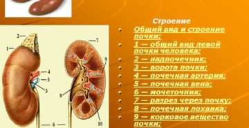 Сколько всего почек у человека