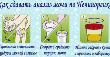 Анализ мочи по нечипоренко как собирать у беременных