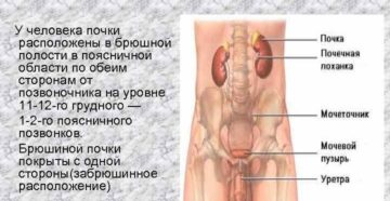 С какой стороны почки у человека