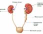 Асимметрия почек у новорожденного