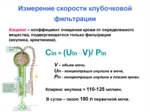 Схема клубочковой фильтрации