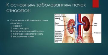 Болезни почек названия у человека