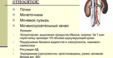 Почки относятся к системе
