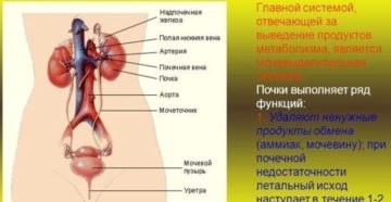 Кратко мочевыделительная система