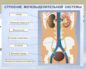 Строение мочевыделительной системы человека