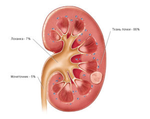 Где находится лоханка почки