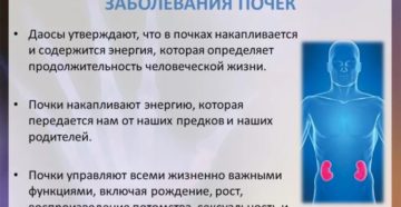 Влияние почек на потенцию