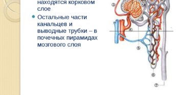 Капсулы нефронов находятся в