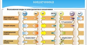Всасывание воды в кишечнике и почках