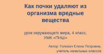 Почки выводят из организма вредные вещества