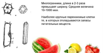 Паренхимная клетка это