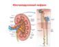 Где в почке находится нефрон