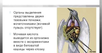 Организмы у которых органы выделения представлены почками