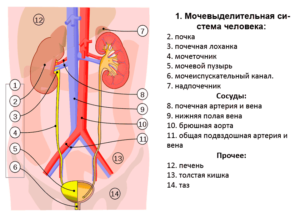 Как устроены почки и мочеточники
