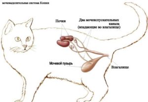 Лечение почки у кошки