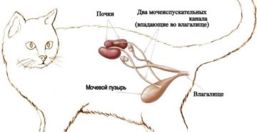 Лечение почки у кошки