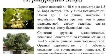Липа описание почек