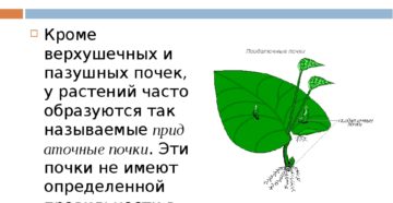 Придаточные почки развиваются