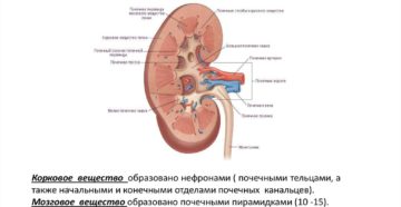 Паренхиматозный слой почки ниже нормы