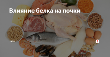 Влияние белка на почки