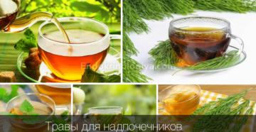 Травы для лечения почек и надпочечников