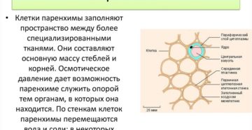 Паренхиматозные клетки это