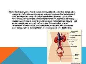 При обезвоживании организма почки выводят из организма мочу