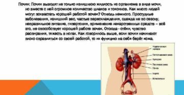 При обезвоживании организма почки выводят из организма мочу