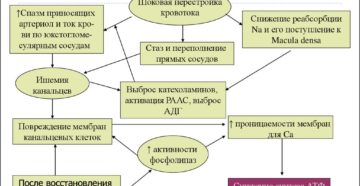 Ишемия почек патогенез