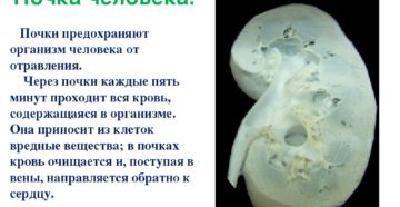 Для чего нужны почки в организме человека
